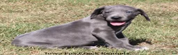 Great Dane dogs for sale: Sophie - Ad 6