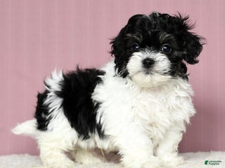 Shihpoo dogs - Ad 19