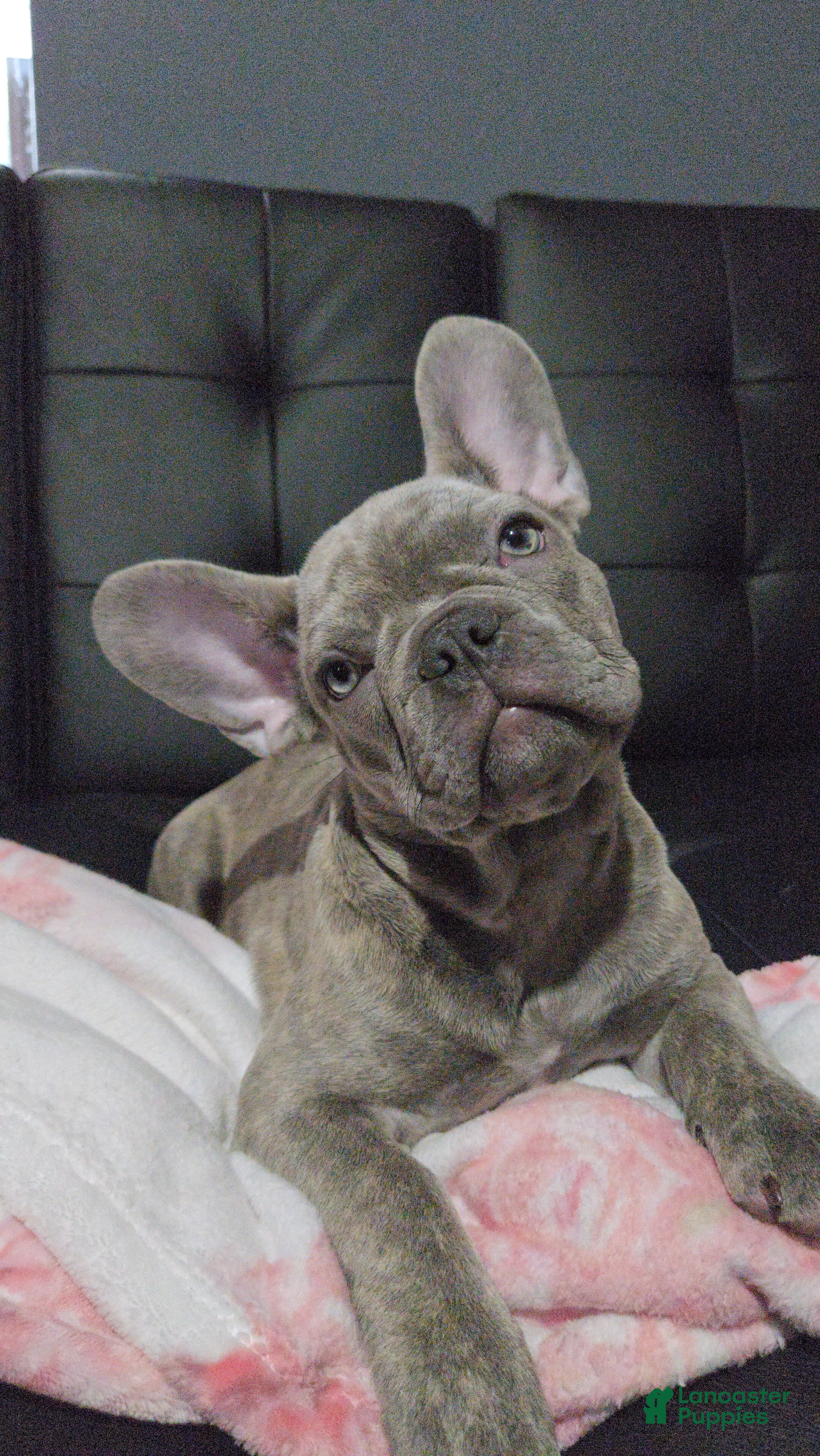 French Bulldog dogs Sadie bug  - Ad 18