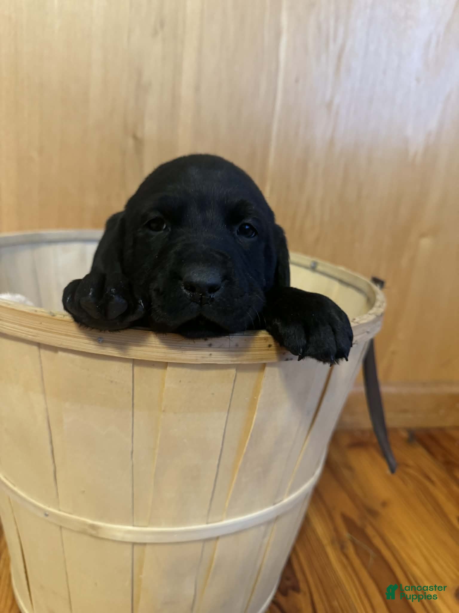 Labrador Retriever dogs Reed - Ad 36