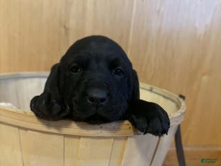 Labrador Retriever dogs Reed - Ad 36