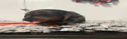 Miniature Dachshund dogs for sale: Roxine  - Ad 6