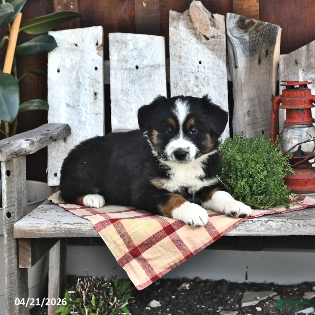 Australian Shepherd dogs for sale: Buster - Ad 1