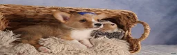 Welsh Corgi Pembroke dogs for sale: Charlie 🐾💙 - Ad 6