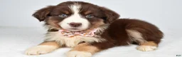 Miniature Australian Shepherd dogs for sale: Fiona - Ad 7