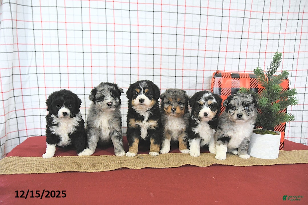 Mini Aussiedoodle dogs for sale: Sparkle EXTRA SMALL - Ad 3