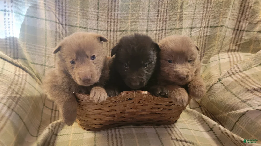 German Shepherd dogs for sale: German Shepherd Puppy 4 - Ad 3