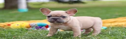 French Bulldog dogs for sale: Layla  - Ad 6