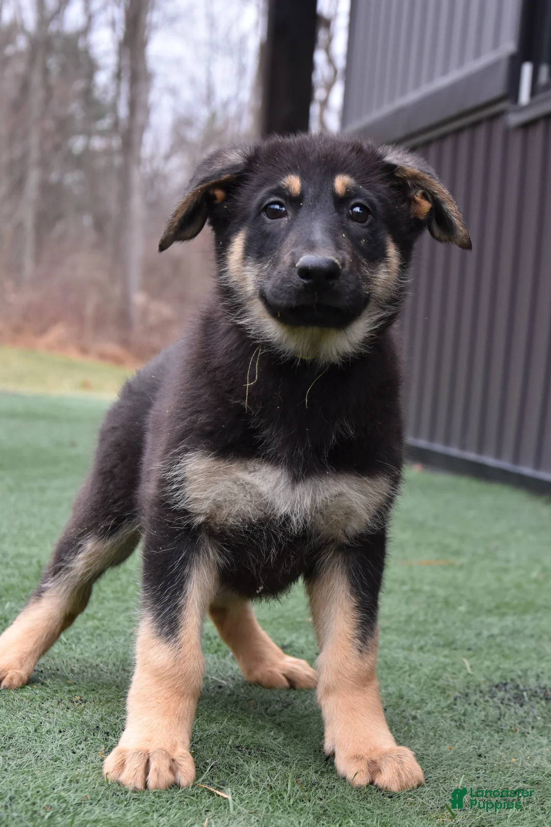 German Shepherd dogs for sale: Lolly - Ad 2