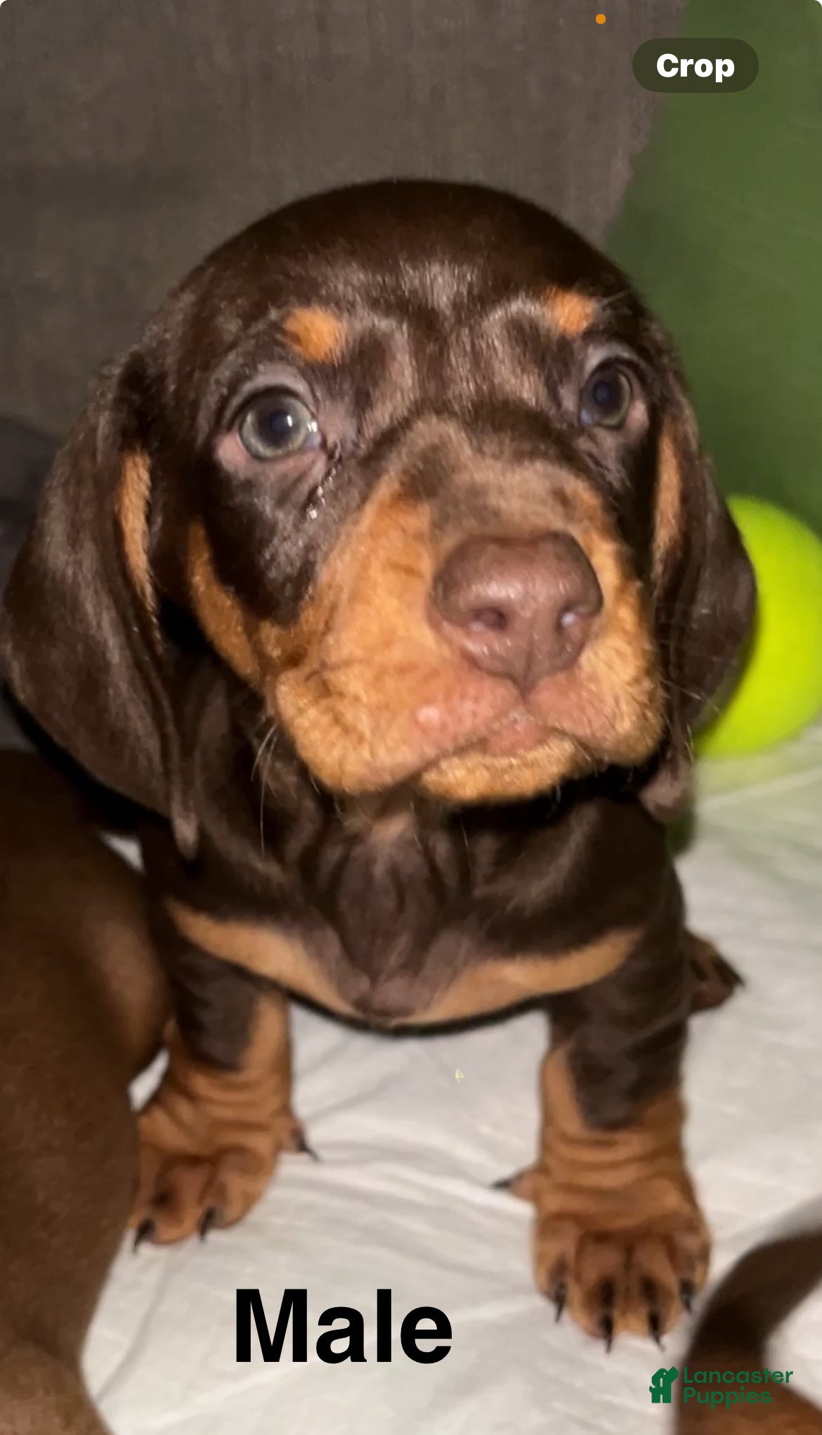 Dachshund dogs for sale: Dachshund Puppy 2 - Ad 4