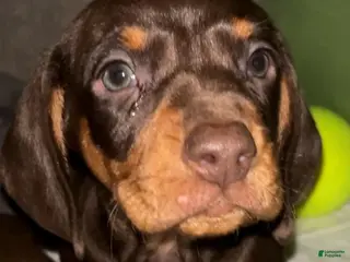 Dachshund dogs for sale: Dachshund Puppy 2 - Ad 4