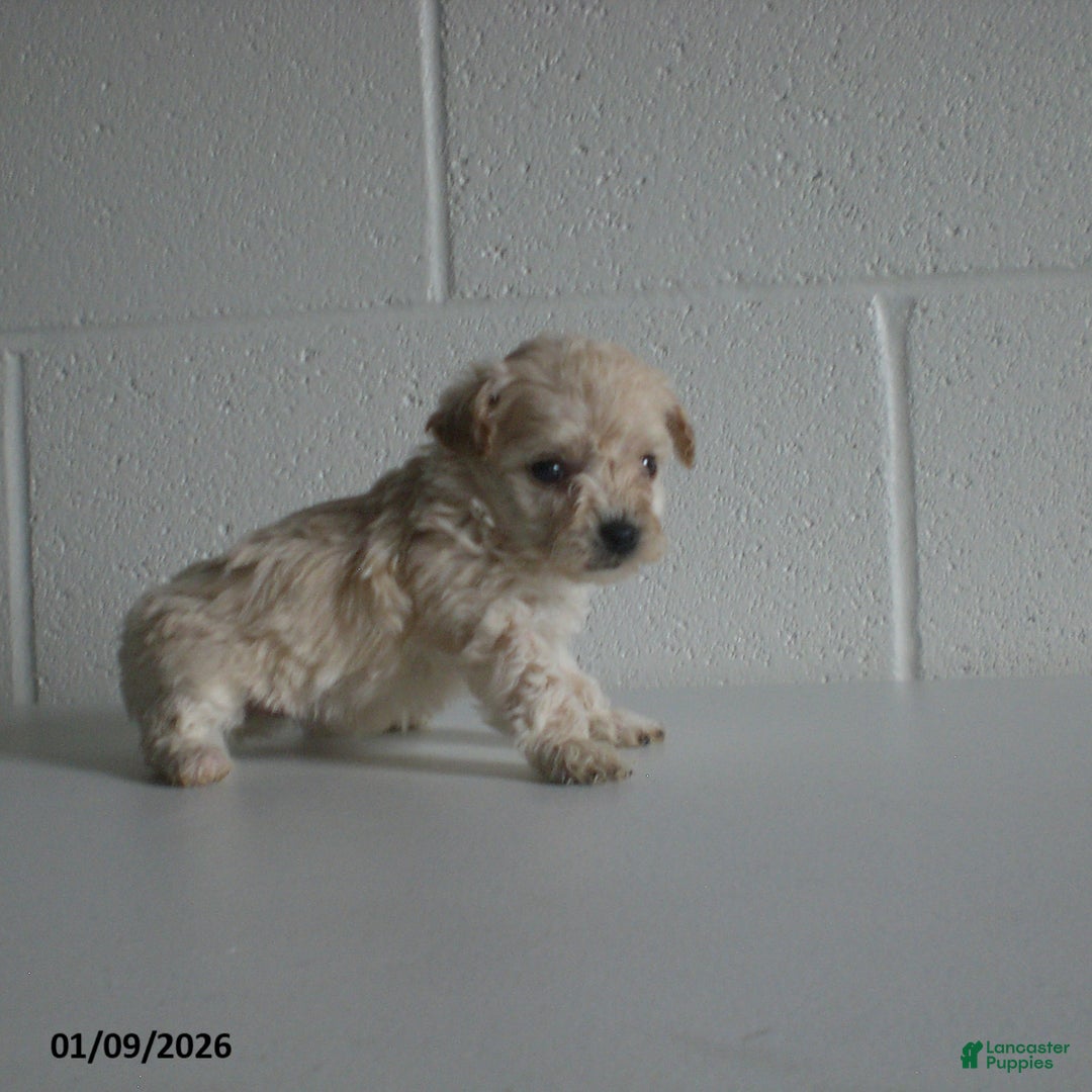 Yorkiepoo dogs for sale: Kelly - Ad 11