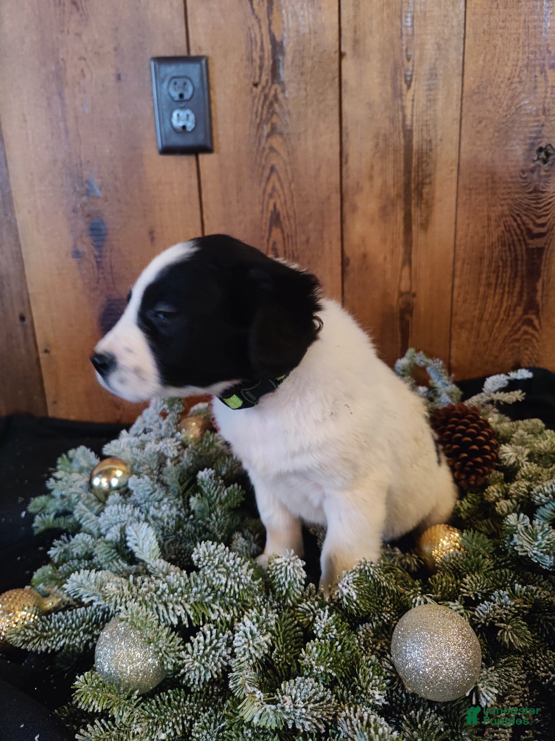 Mixed Breed dogs for sale: Betsy - Ad 4