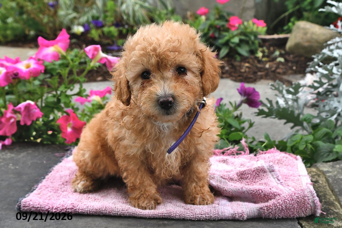 Bichpoo dogs Tilly - Ad 1