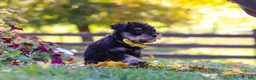 Miniature Schnauzer dogs for sale: Callie - Ad 9
