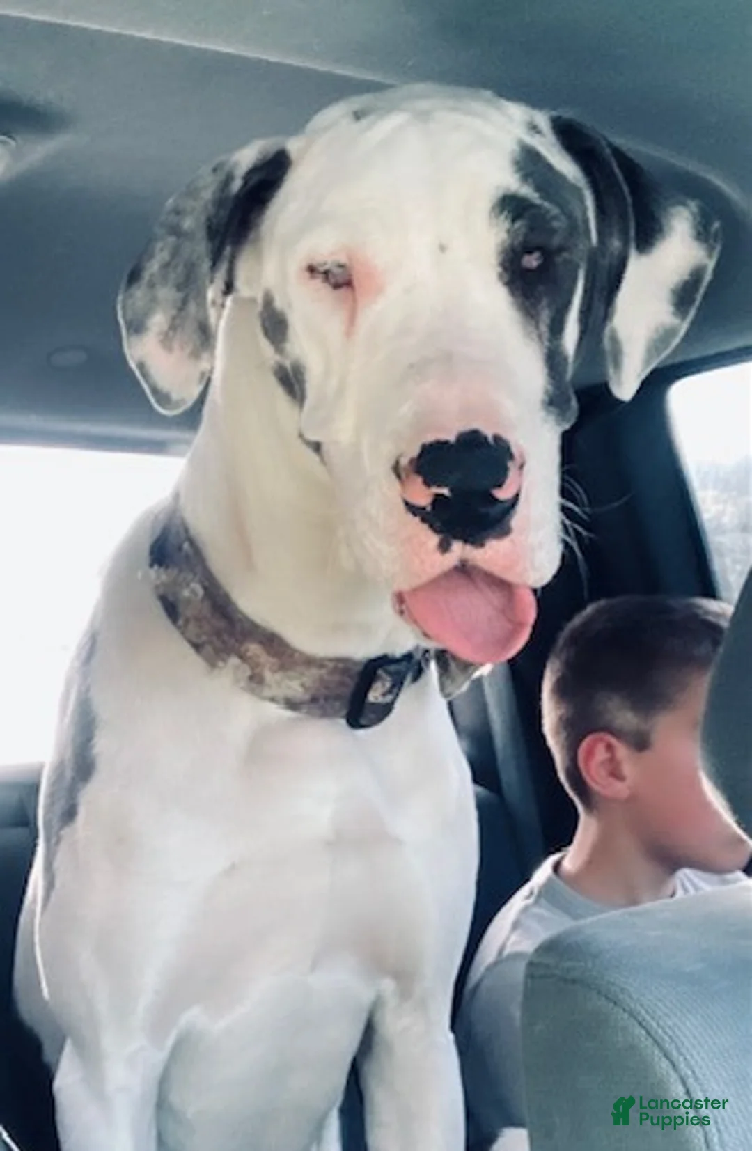 Great Dane dogs for sale: Cujo - Ad 25