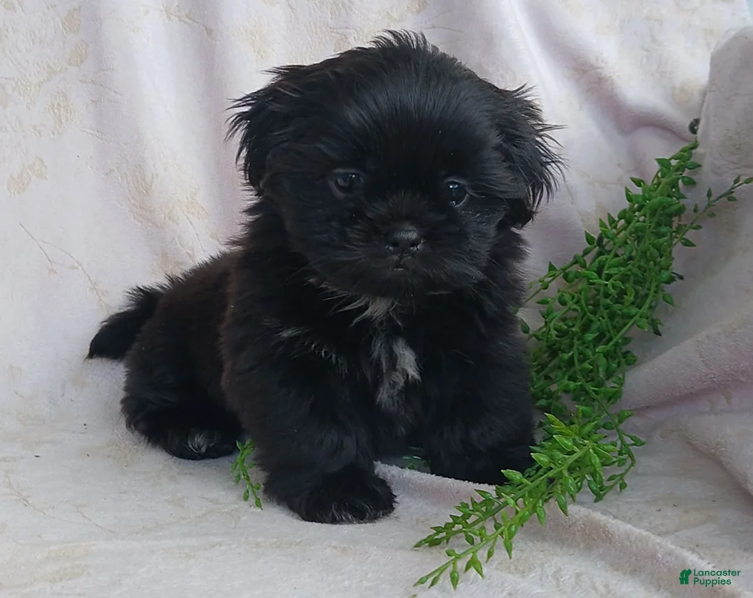 Teddy Bear dogs for sale: Bingo - Ad 1