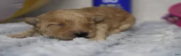 Cavapoo dogs for sale: Brittany - Ad 10