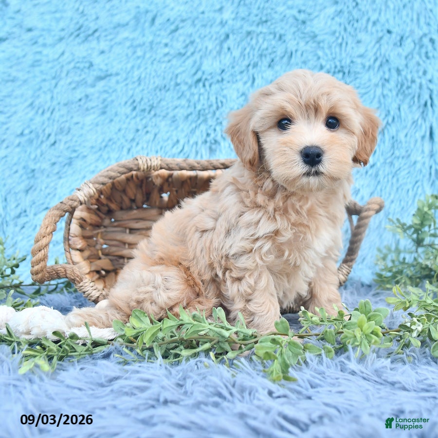 Havapoo dogs Sparkle - Ad 2