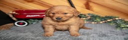 Golden Retriever dogs for sale: Bruno - Ad 2