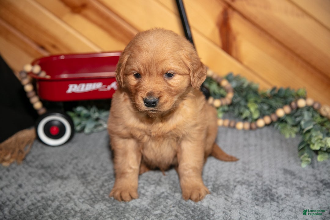 Golden Retriever dogs for sale: Bruno - Ad 2