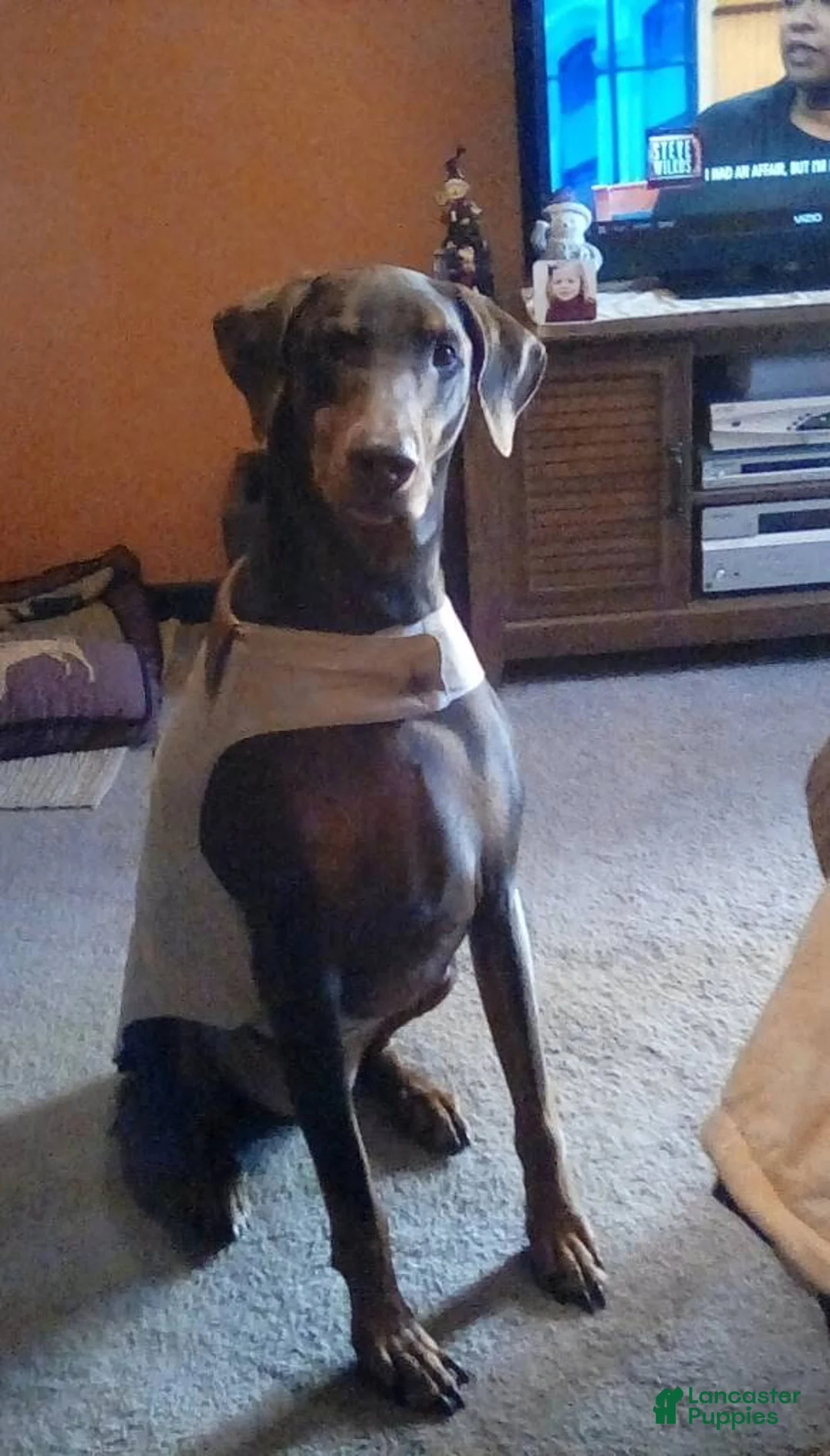 Doberman Pinscher dogs for sale: Rogers  - Ad 3