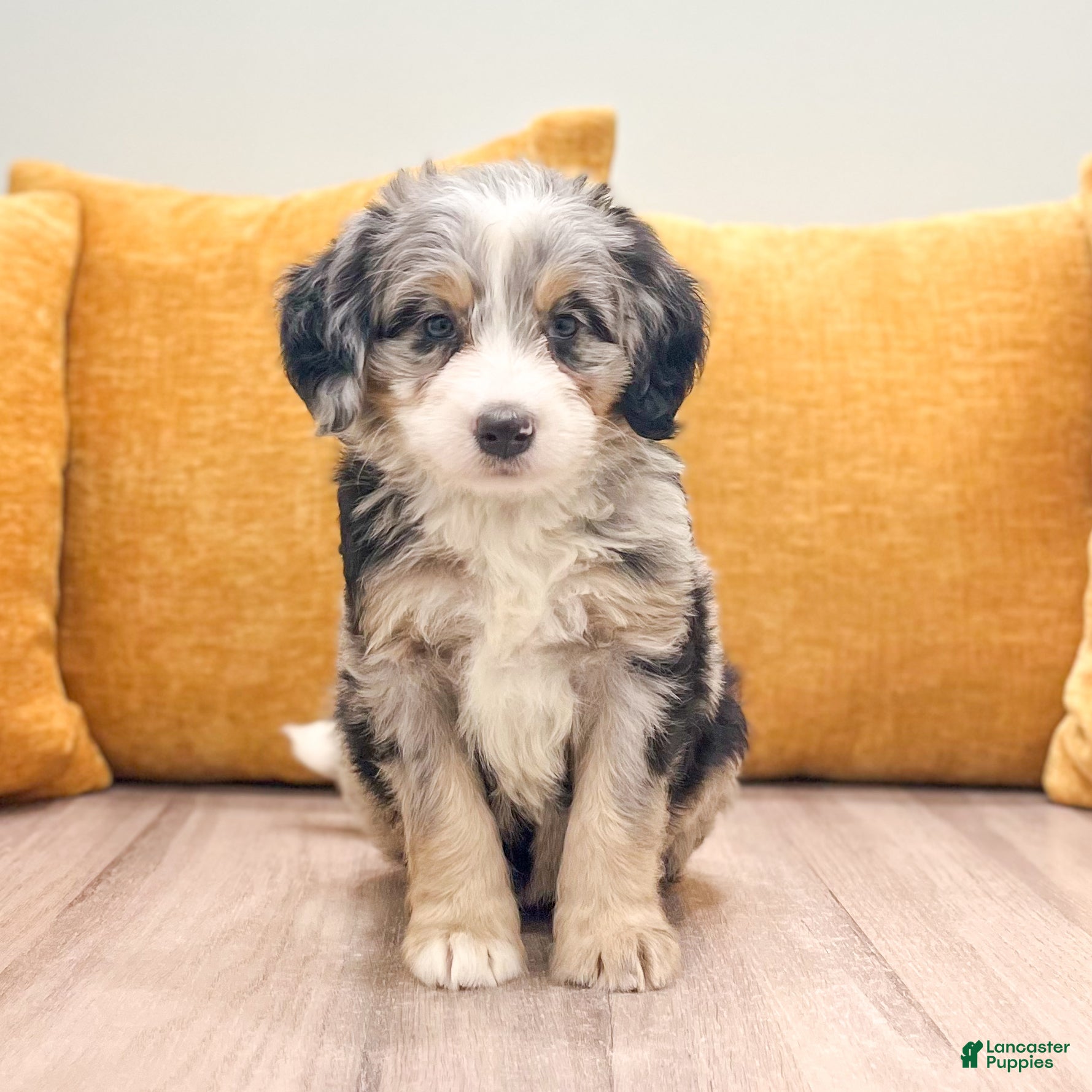 Mini Bernedoodle dogs Lola - Ad 2