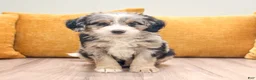 Mini Bernedoodle dogs for sale: Lola - Ad 2