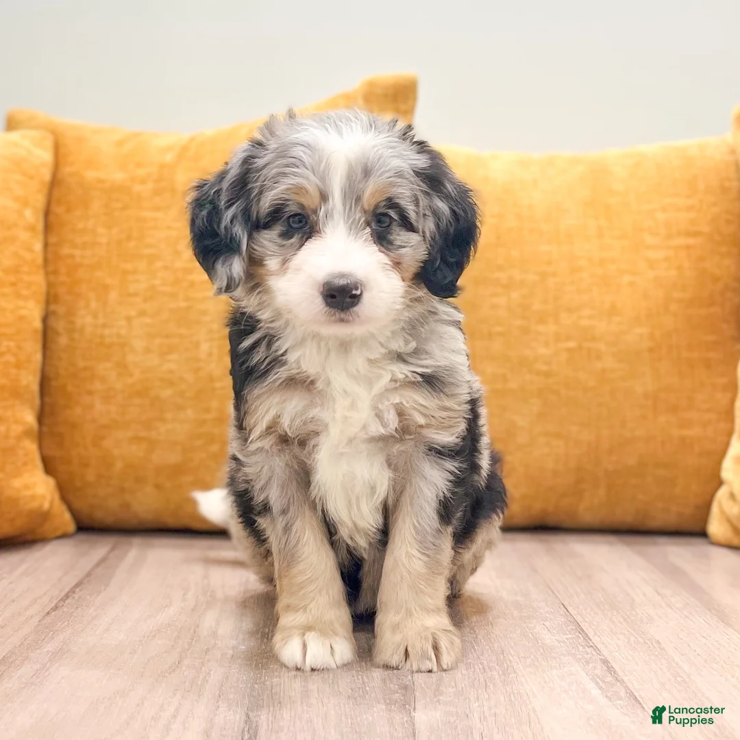 Mini Bernedoodle dogs for sale: Lola - Ad 2