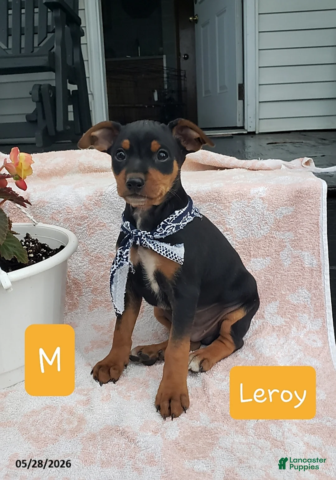 Mixed Breed dogs for sale: Leroy - Ad 1