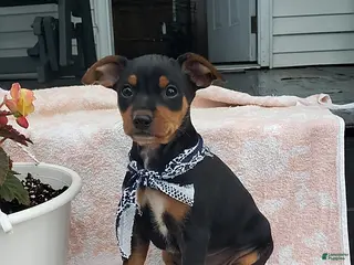Mixed Breed dogs Leroy - Ad 9