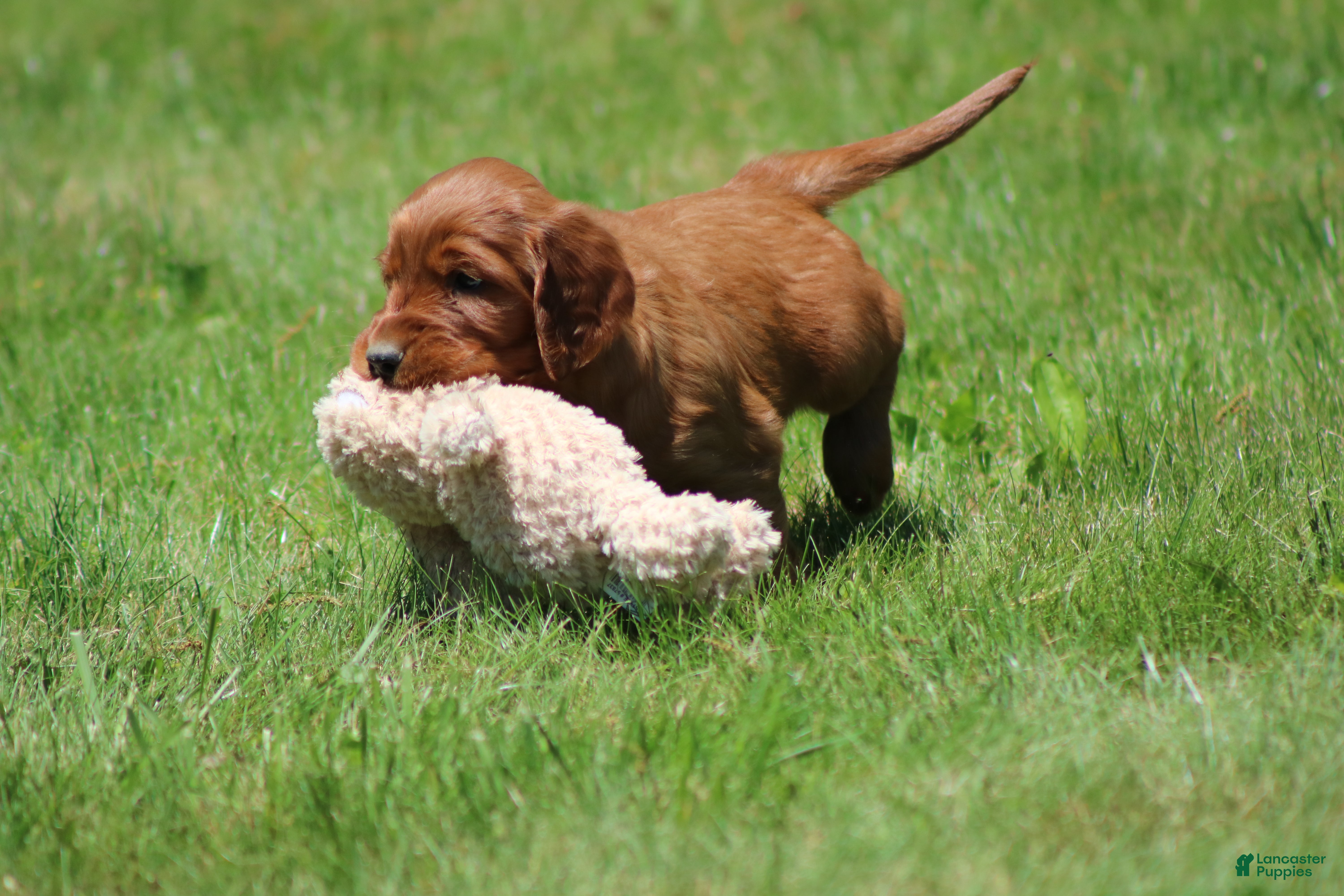 Irish Setter dogs for sale: Sammy - Ad 12