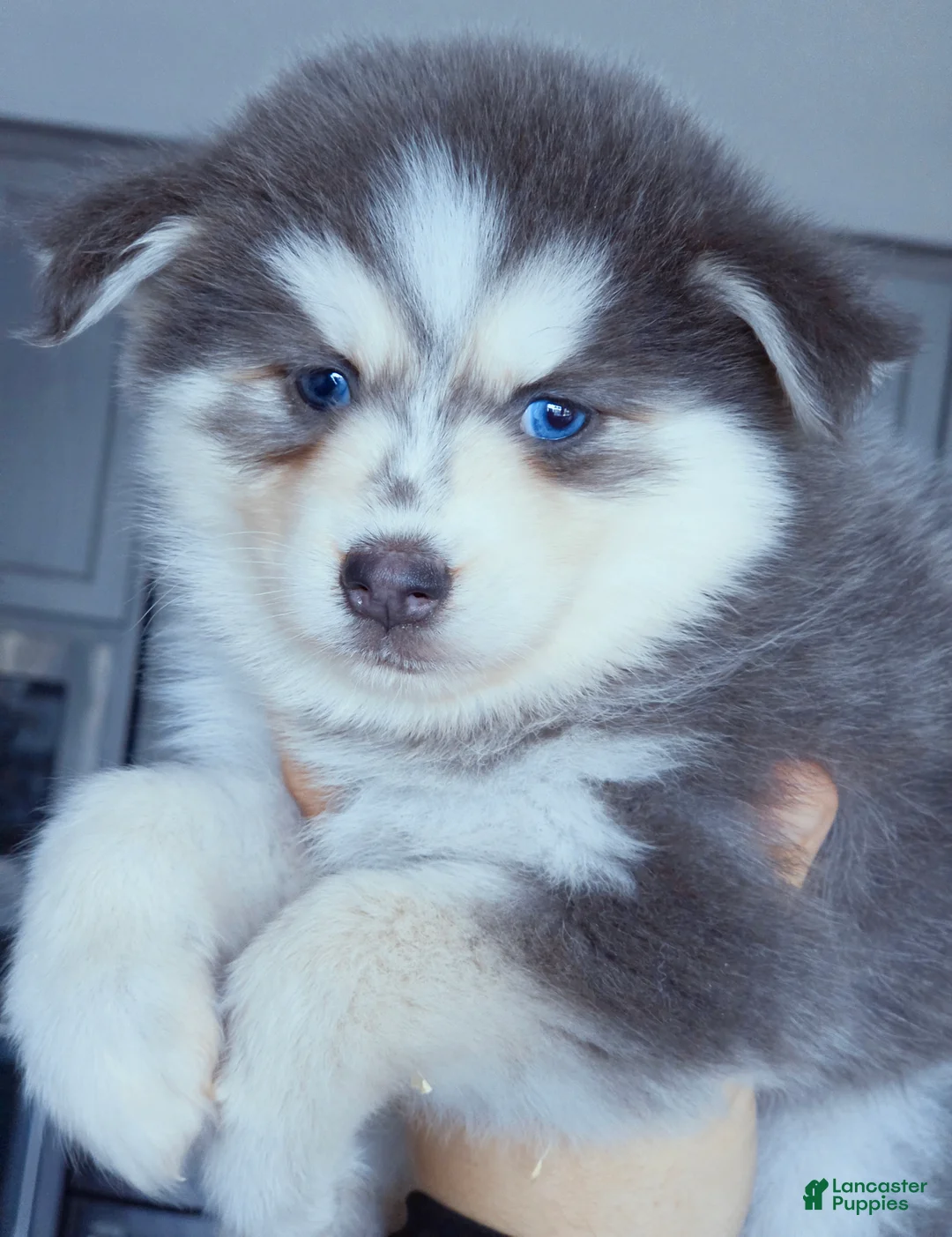 Pomsky dogs for sale: Luna Blue - Ad 2