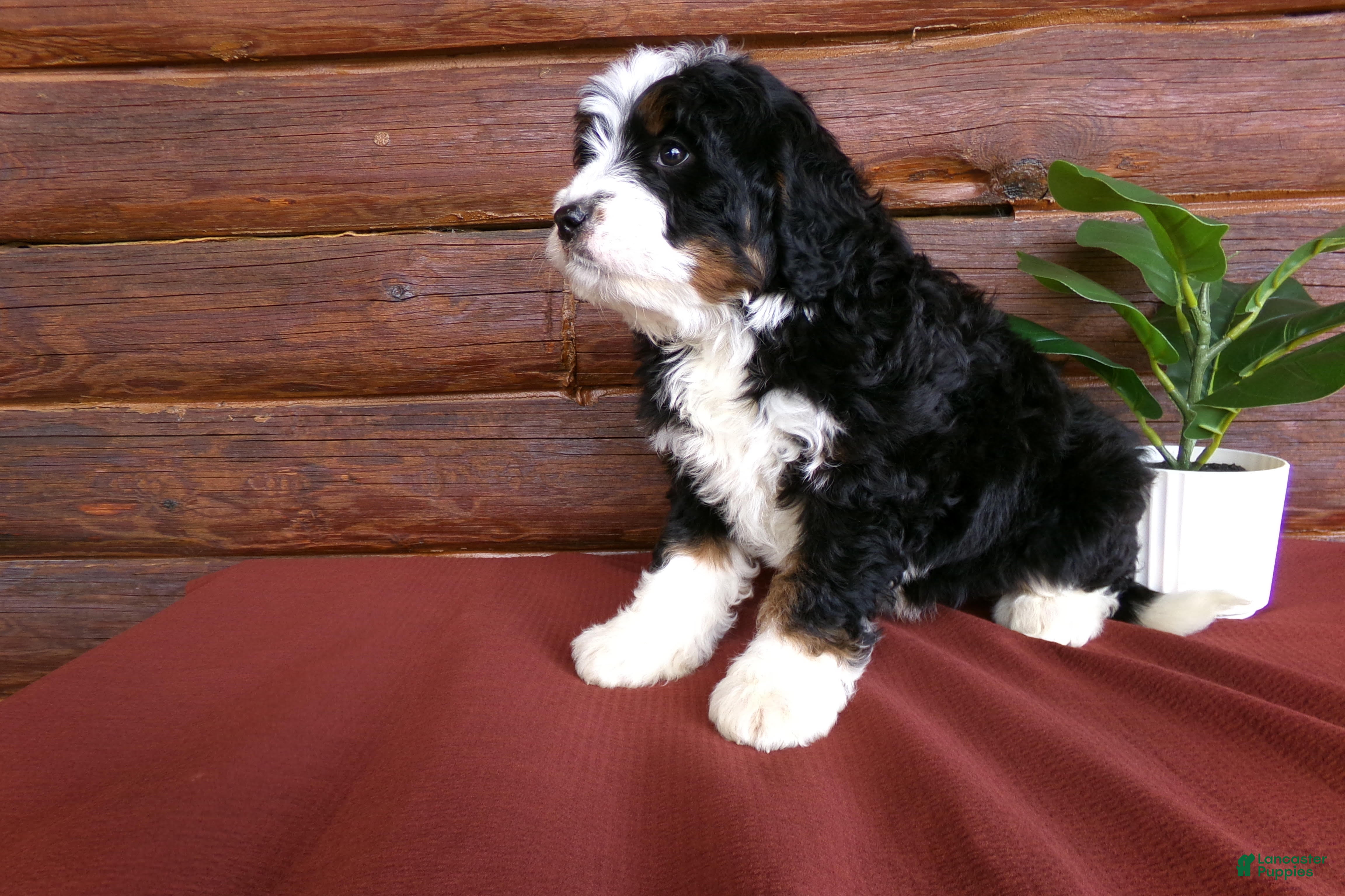 Mini Bernedoodle dogs Alfred - Ad 2