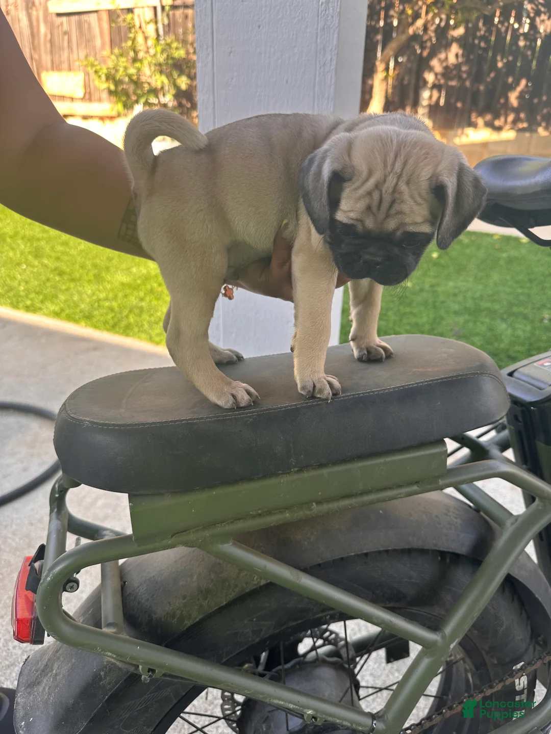 Pug dogs for sale: Pug Puppy 3 blue - Ad 2