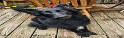 German Shepherd dogs for sale: German Shepherd 1 - Ad 5