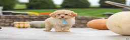 Cavapoo dogs for sale: Sven - Ad 3