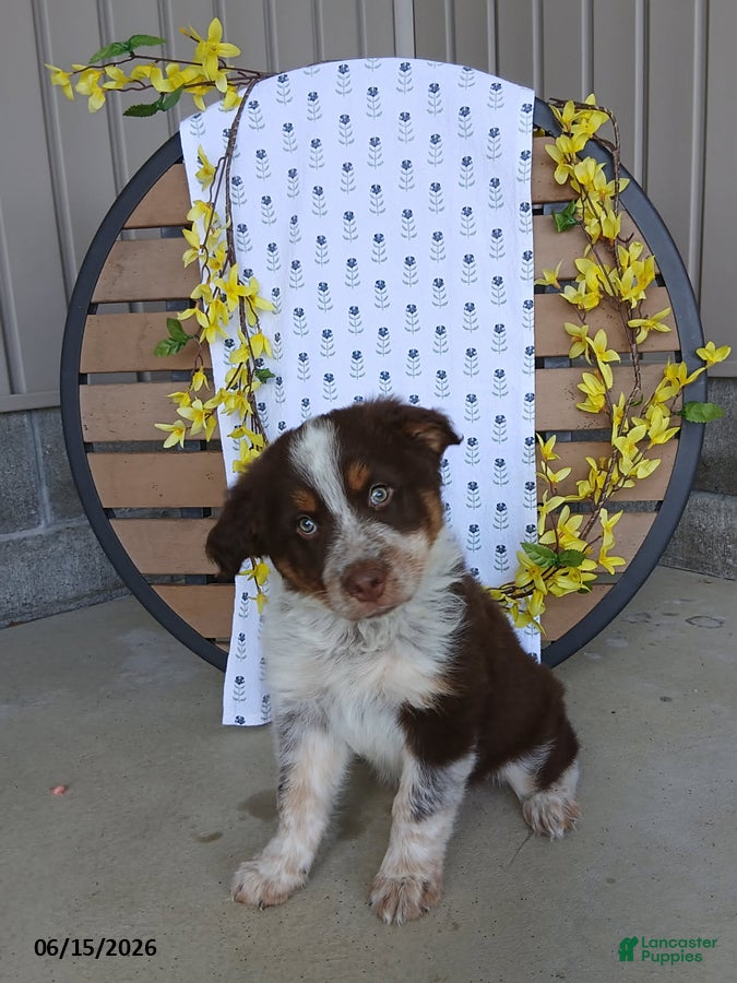 Australian Shepherd dogs Dustin - Ad 3