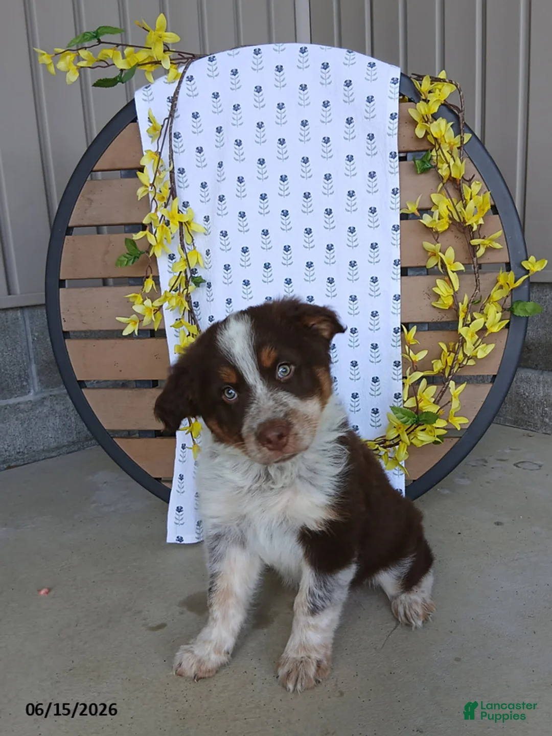Australian Shepherd dogs for sale: Dustin - Ad 1