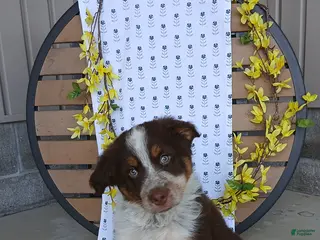 Australian Shepherd dogs Dustin - Ad 3