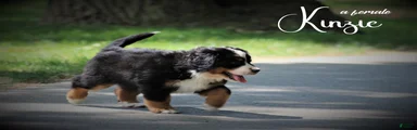 Bernese Mountain Dog 3