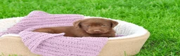 Labrador Retriever dogs for sale: Coco - Ad 1