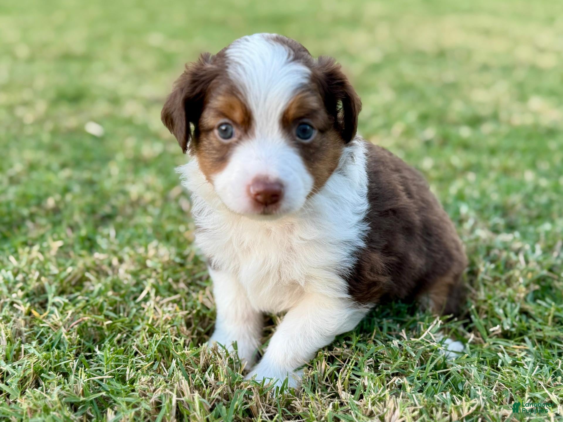Toy Australian Shepherd dogs for sale: Mario - Ad 2