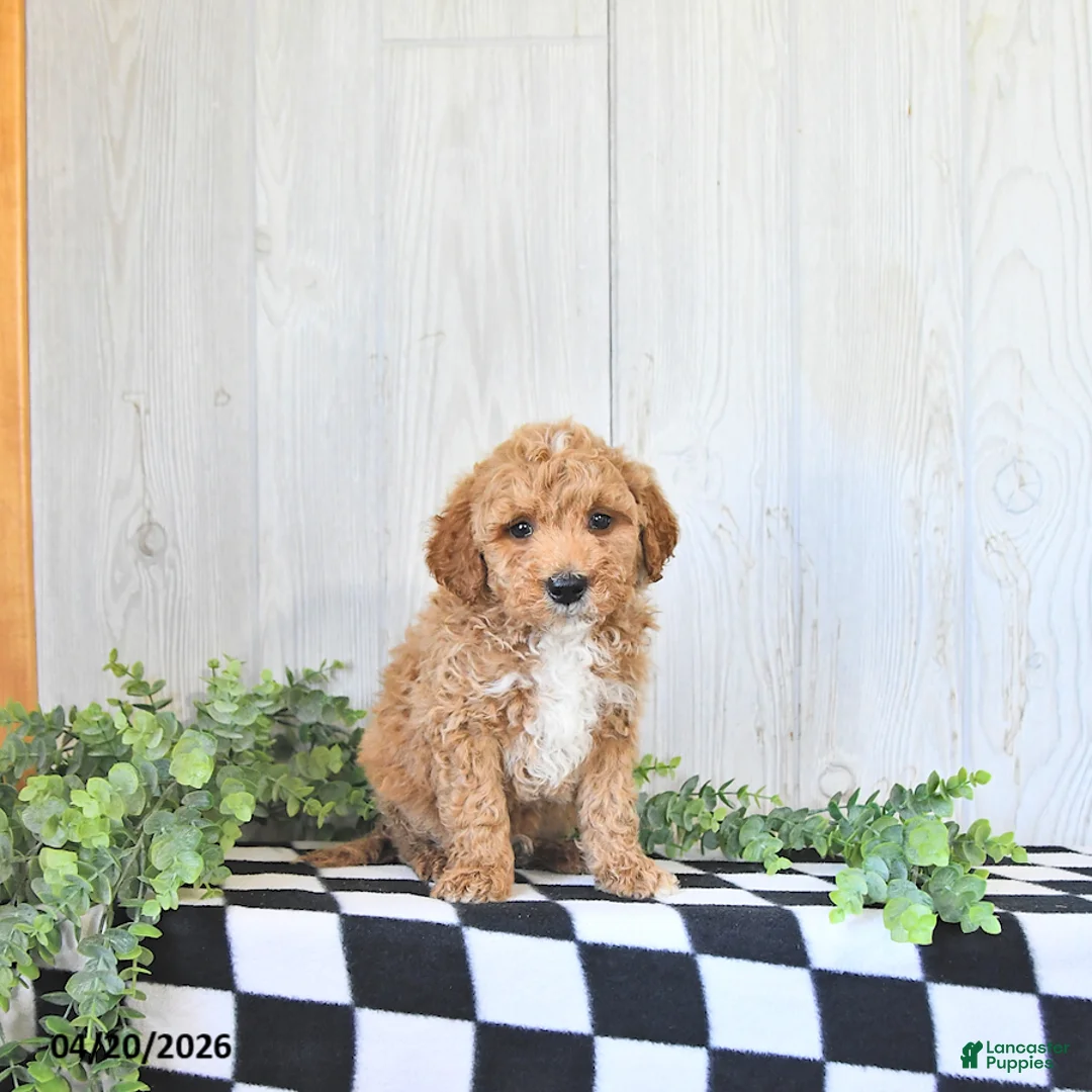 Mini Goldendoodle dogs for sale: Rocky - Ad 1