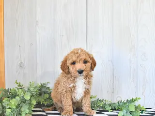 Mini Goldendoodle dogs for sale: Rocky - Ad 1