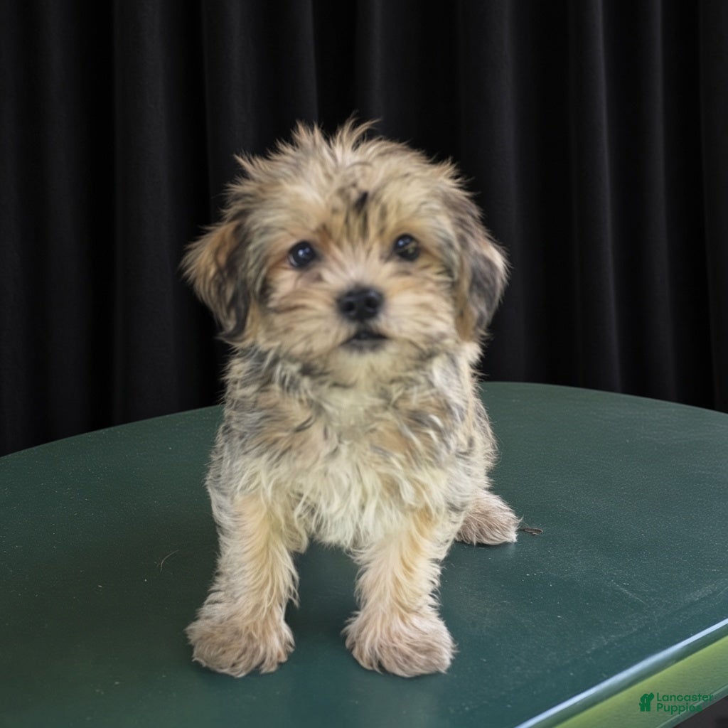 Yorkiepoo dogs Harry - Ad 2