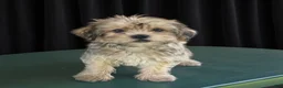 Yorkiepoo dogs for sale: Harry - Ad 2