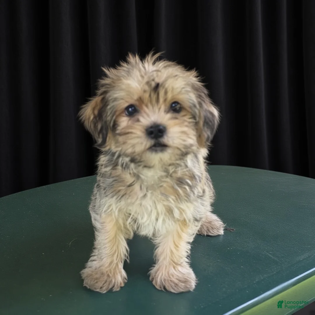 Yorkiepoo dogs for sale: Harry - Ad 2
