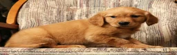 Golden Retriever dogs for sale: Miya - Ad 5