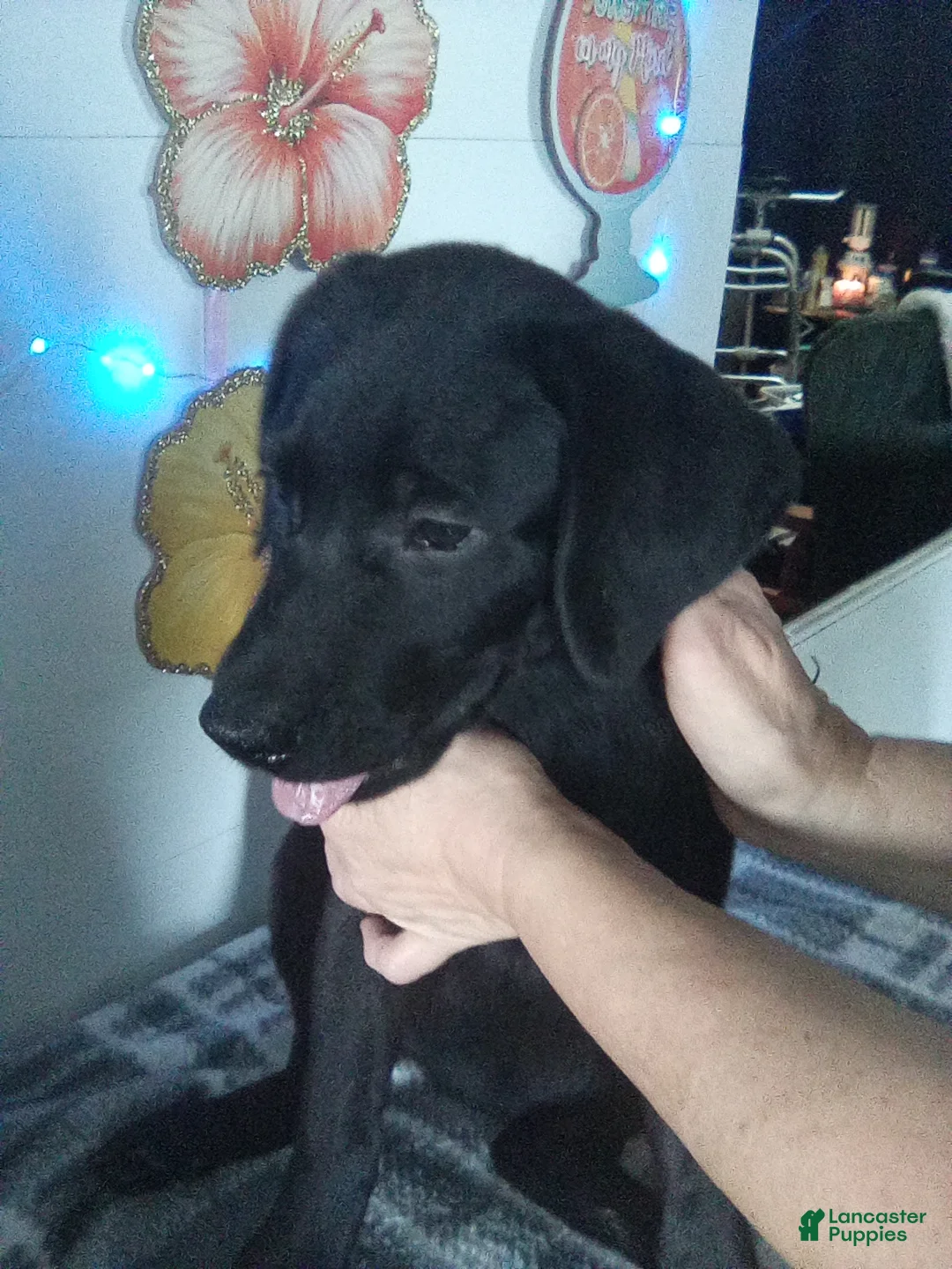 Labrador Retriever dogs for sale: Mindy - Ad 2